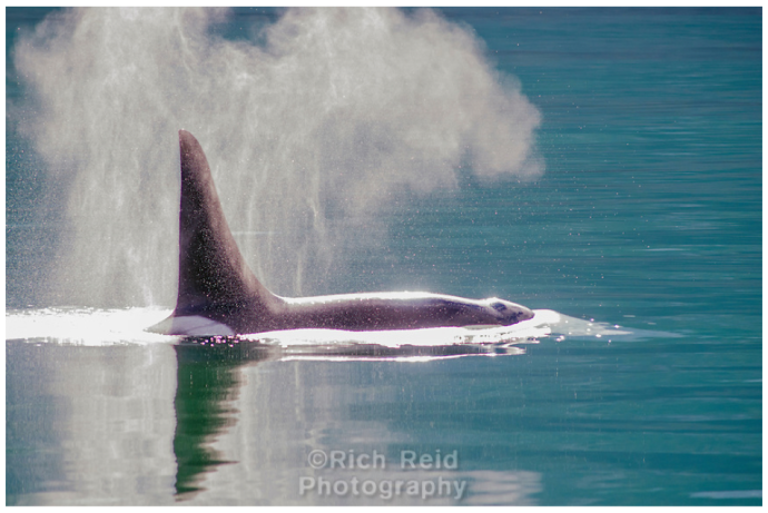 Perfect light and male killer whale, Orcinus orca in Glacier Bay National Park and Preserve, Alaska.