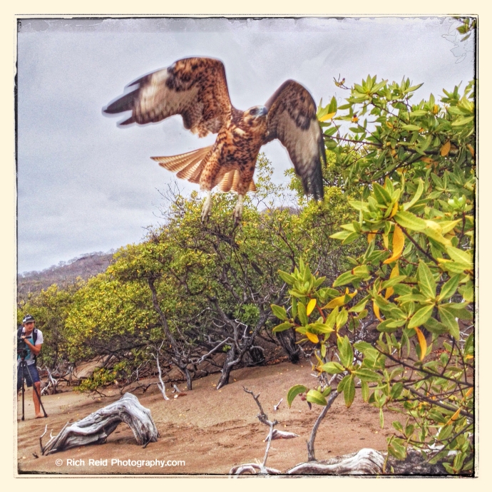 #2 Galapagos hawk flying at Playa Espumilla on Santiago Island in the Galapagos Islands National Park and Marine Reserve, Ecuador. 