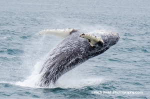 Humpback whale breaching near the Inian Islands in Southeast Alaska.