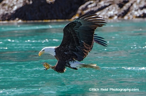 Bald eagle capturing a fish at Cross Sound in Southeast Alaska.