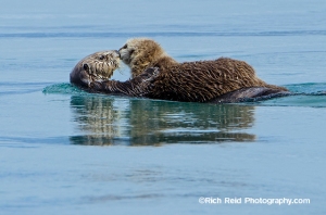 Mom and pup sea otter at Cross Sound in Southeast Alaska.