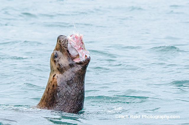 Steller sea lion eating a skate at the Inian Islands in Cross Sound in Southeast Alaska.
