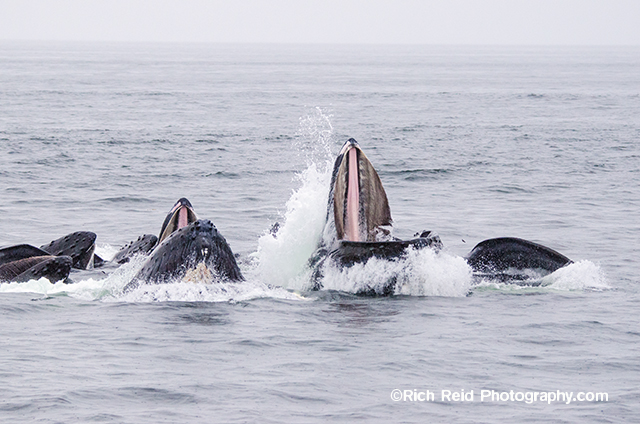 Bubble net feeding Humpback Whales at Morris Reef in Chatham Strait, Southeast Alaska
