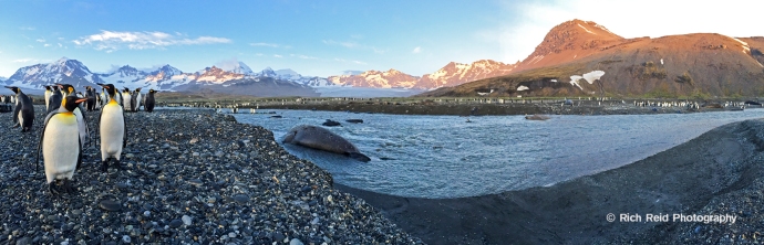 Panorama of a king penguin colony and the Allardyce Range at Saint Andrews Bay, South Georgia Island.