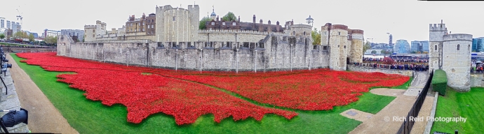 Panorama of 'Blood Swept Lands and Seas of Red' art installation of red ceramic roses at the Tower of London, England.