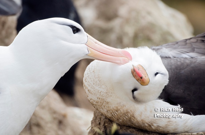 Pair of Black-browed albatross preening on New Island in the Falkland Islands.