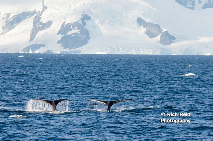 Pair of humpback whale flukes in Gerlache Strait, Antarctica.