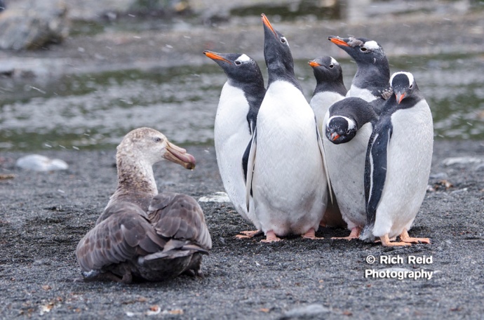 Southern giant petrel eying gentoo penguin chicks at Gold Harbor on South Georgia.