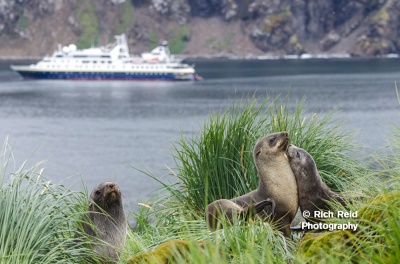 Antarctic fur seals and the National Geographic Orion at Godthul Bay on South Georgia.