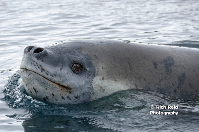 Giant Leopard Seal in the waters around Prion Island in South Georgia.