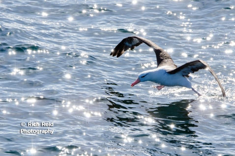 Black-browed albatross taking off from the Beagle Channel between Chile and Argentina.