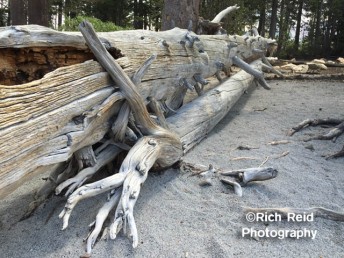 KNOT MARRIED. Twisted logs at McCloud Lake in Mammoth Lakes, California.