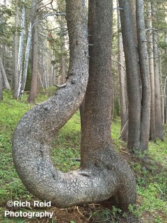 SQUARE KNOT. Crazy extended tree at Lake Mary in Mammoth Lakes, California.