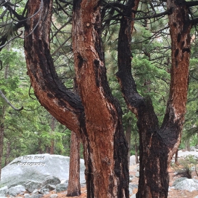 WHY KNOTS. Y shaped trees at Whitney Portal Campground near Lone Pine, California.