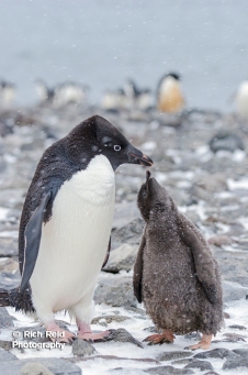 Adelie penguin, Pygoscelis adeliae feeding its chick at Paulet Island in Antarctica.